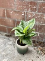 Zdjęcie rosliny doniczkowej Aglaonema Lemon Mint, ujęcie 4