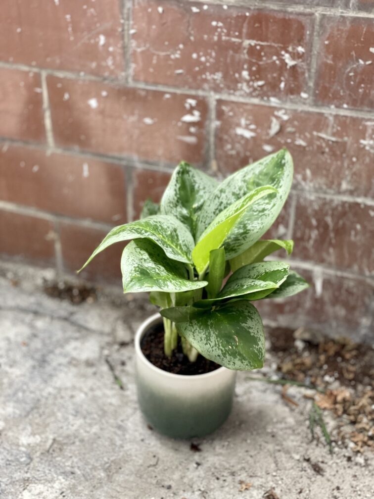 Zdjęcie rosliny doniczkowej Aglaonema Lemon Mint, ujęcie 4