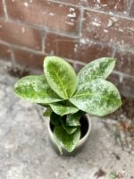 Zdjęcie rosliny doniczkowej Aglaonema Lemon Mint, ujęcie 5