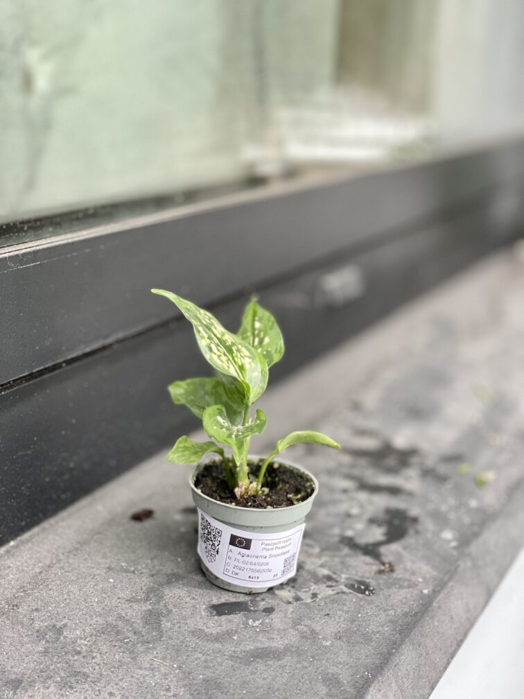 Zdjęcie rosliny doniczkowej Aglaonema Snowflake, ujęcie 2