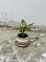Zdjęcie rosliny doniczkowej Aglaonema Snowflake, ujęcie 3
