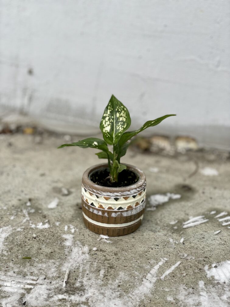 Zdjęcie rosliny doniczkowej Aglaonema Snowflake, ujęcie 3