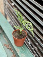 Zdjęcie rosliny doniczkowej Monstera obliqua Leichtlinii, ujęcie 2