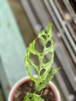 Zdjęcie rosliny doniczkowej Monstera obliqua Leichtlinii, ujęcie 3
