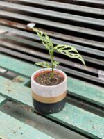 Zdjęcie rosliny doniczkowej Monstera obliqua Leichtlinii, ujęcie 4