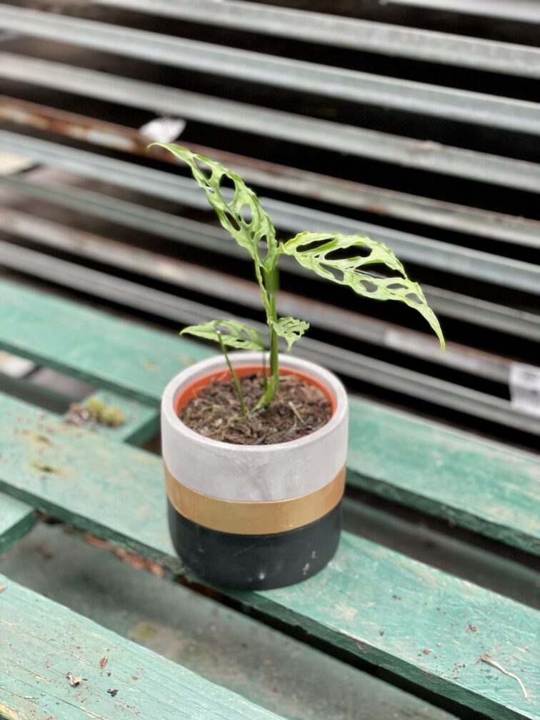 Zdjęcie rosliny doniczkowej Monstera obliqua Leichtlinii, ujęcie 4