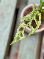 Zdjęcie rosliny doniczkowej Monstera obliqua Leichtlinii, ujęcie 5