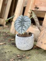 Zdjęcie rosliny doniczkowej Alocasia Nebula, ujęcie 2
