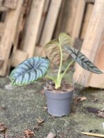 Zdjęcie rosliny doniczkowej Alocasia Nebula, ujęcie 3