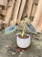 Zdjęcie rosliny doniczkowej Alocasia Nebula, ujęcie 4