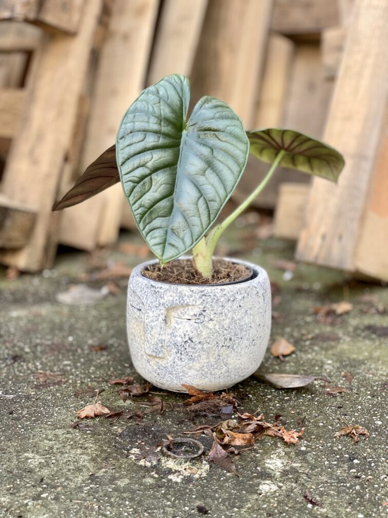 Zdjęcie rosliny doniczkowej Alocasia Nebula, ujęcie 5