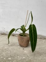 Zdjęcie rosliny doniczkowej Anthurium warocqueanum, ujęcie 1