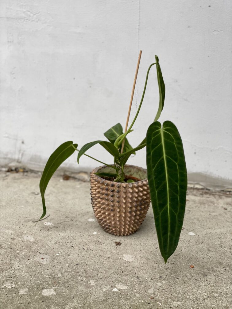 Zdjęcie rosliny doniczkowej Anthurium warocqueanum, ujęcie 1