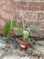Zdjęcie rosliny doniczkowej Anthurium warocqueanum, ujęcie 3