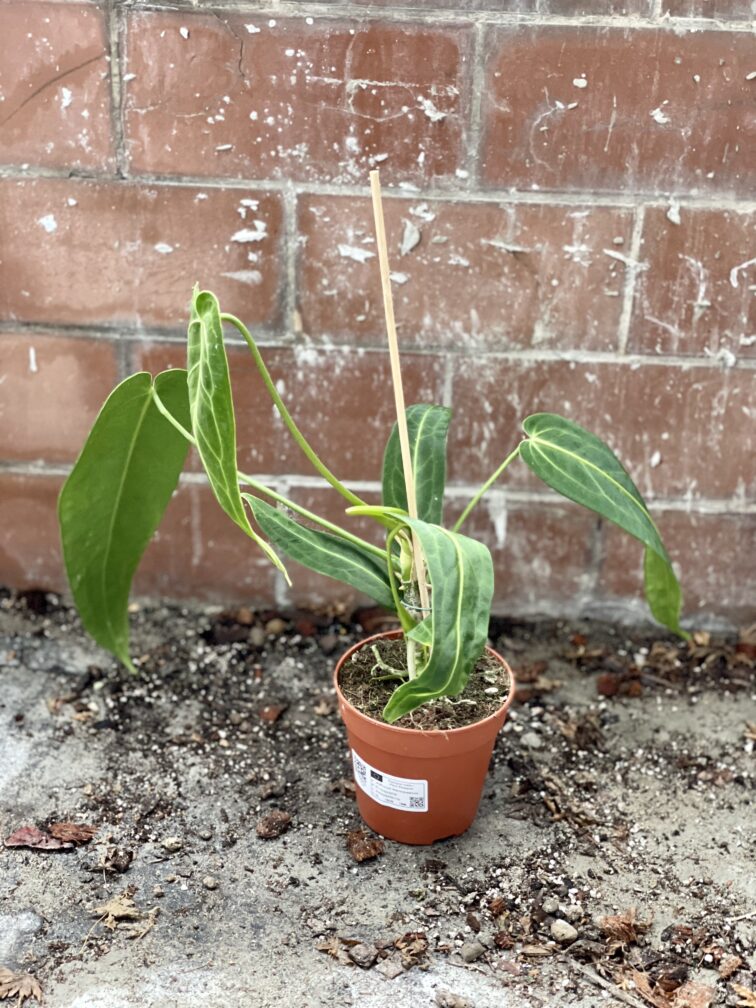 Zdjęcie rosliny doniczkowej Anthurium warocqueanum, ujęcie 3