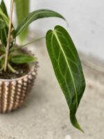 Zdjęcie rosliny doniczkowej Anthurium warocqueanum, ujęcie 5