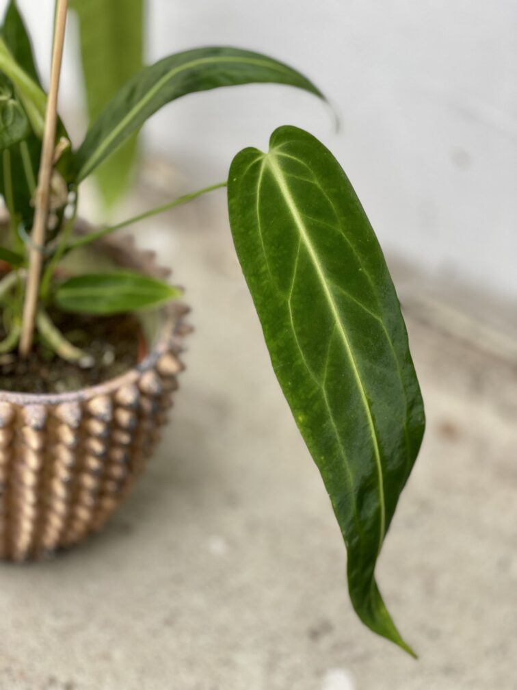 Zdjęcie rosliny doniczkowej Anthurium warocqueanum, ujęcie 5