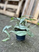 Zdjęcie rosliny doniczkowej Epipremnum Cebu Blue, ujęcie 2