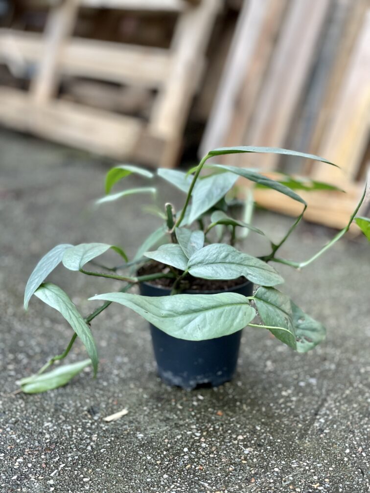 Zdjęcie rosliny doniczkowej Epipremnum Cebu Blue, ujęcie 2