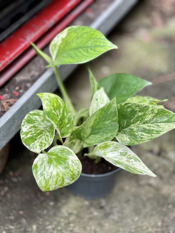 Zdjęcie rosliny doniczkowej Epipremnum Marble Queen, ujęcie 1