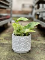 Zdjęcie rosliny doniczkowej Epipremnum Marble Queen, ujęcie 2