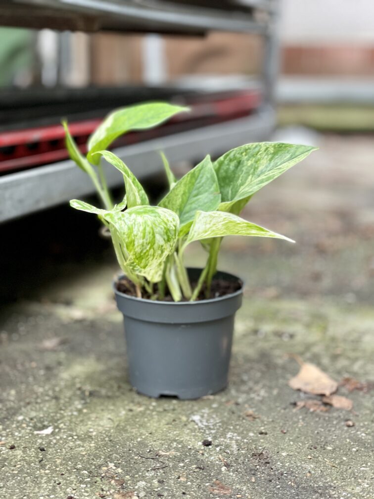 Zdjęcie rosliny doniczkowej Epipremnum Marble Queen, ujęcie 3