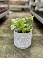 Zdjęcie rosliny doniczkowej Epipremnum Marble Queen, ujęcie 4