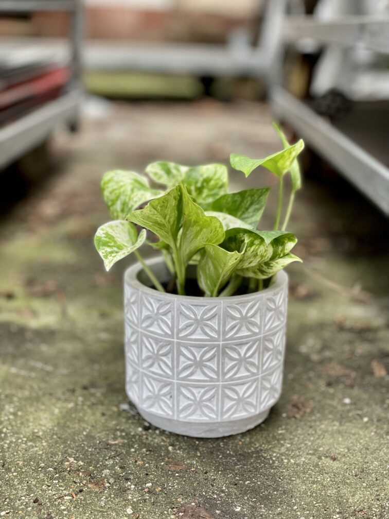 Zdjęcie rosliny doniczkowej Epipremnum Marble Queen, ujęcie 4