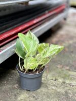 Zdjęcie rosliny doniczkowej Epipremnum Marble Queen, ujęcie 5