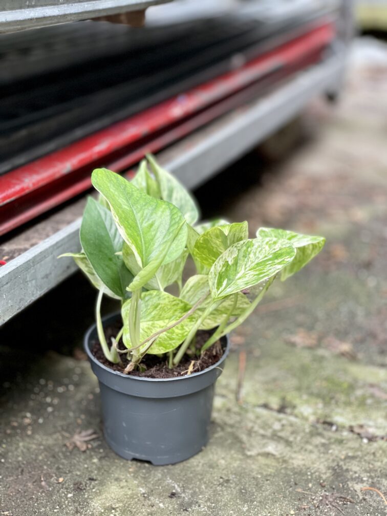 Zdjęcie rosliny doniczkowej Epipremnum Marble Queen, ujęcie 5