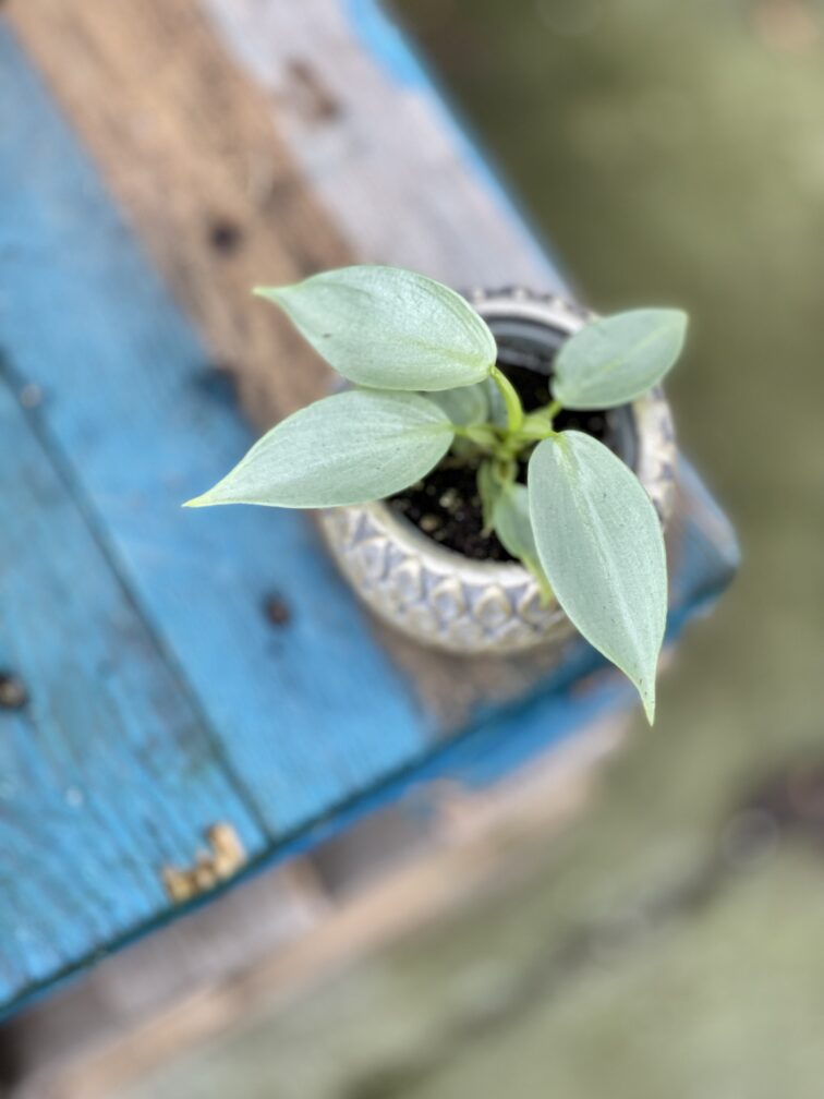 Zdjęcie rosliny doniczkowej Philodendron Hastatum, ujęcie 1