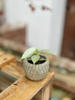 Zdjęcie rosliny doniczkowej Philodendron Hastatum, ujęcie 2