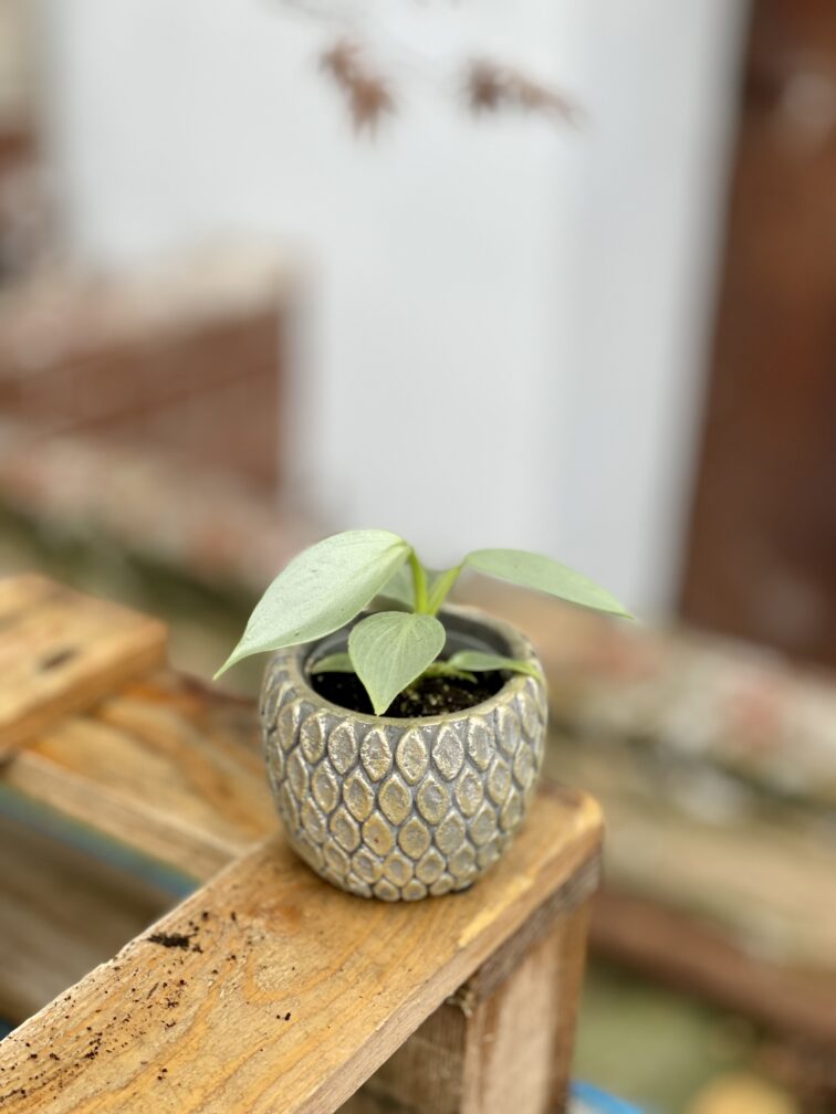 Zdjęcie rosliny doniczkowej Philodendron Hastatum, ujęcie 2