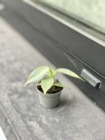 Zdjęcie rosliny doniczkowej Philodendron Hastatum, ujęcie 3