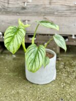 Zdjęcie rosliny doniczkowej Philodendron mamei, ujęcie 1