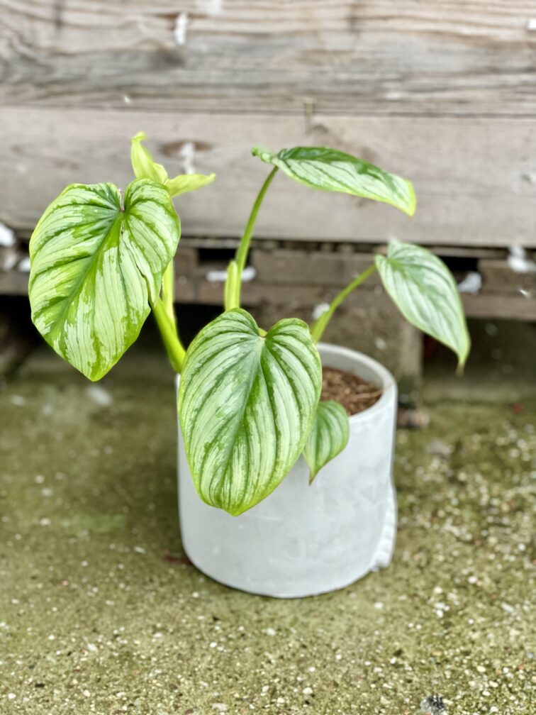 Zdjęcie rosliny doniczkowej Philodendron mamei, ujęcie 1