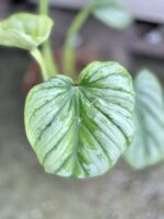 Zdjęcie rosliny doniczkowej Philodendron mamei, ujęcie 2