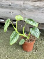 Zdjęcie rosliny doniczkowej Philodendron mamei, ujęcie 3