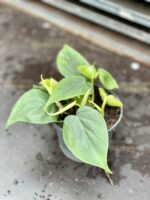 Zdjęcie rosliny doniczkowej Philodendron scandens (Filodendron pnący), ujęcie 1