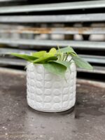 Zdjęcie rosliny doniczkowej Philodendron scandens (Filodendron pnący), ujęcie 4