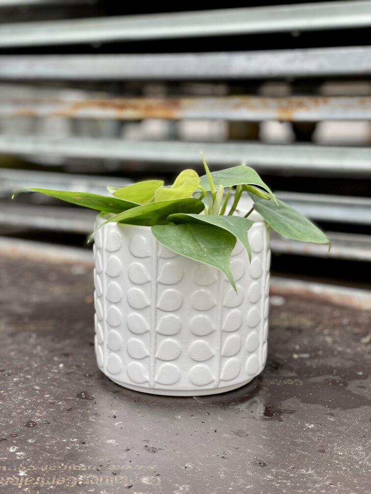 Zdjęcie rosliny doniczkowej Philodendron scandens (Filodendron pnący), ujęcie 4