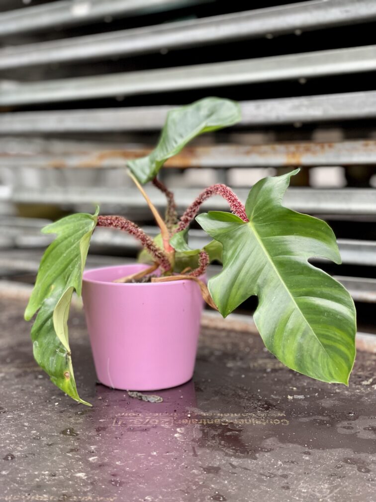 Zdjęcie rosliny doniczkowej Philodendron Squamiferum, ujęcie 1