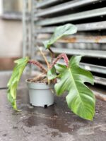 Zdjęcie rosliny doniczkowej Philodendron Squamiferum, ujęcie 2