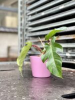Zdjęcie rosliny doniczkowej Philodendron Squamiferum, ujęcie 3