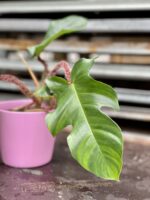 Zdjęcie rosliny doniczkowej Philodendron Squamiferum, ujęcie 4