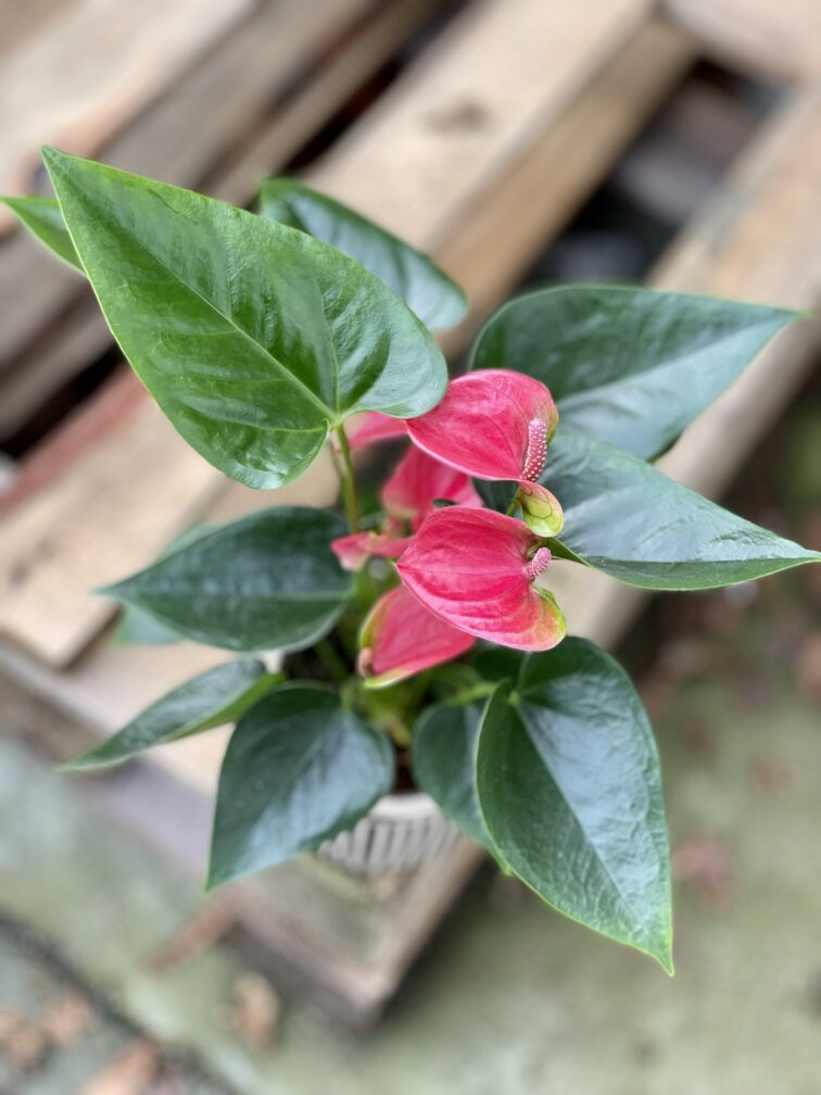 Zdjęcie rosliny doniczkowej Anthurium Cherry Love, ujęcie 1