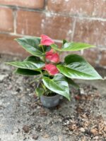 Zdjęcie rosliny doniczkowej Anthurium Cherry Love, ujęcie 3