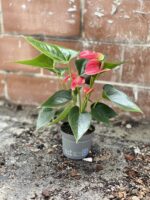 Zdjęcie rosliny doniczkowej Anthurium Cherry Love, ujęcie 4