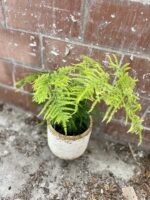 Zdjęcie rosliny doniczkowej Asparagus Plumosus, ujęcie 1