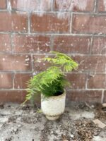 Zdjęcie rosliny doniczkowej Asparagus Plumosus, ujęcie 2